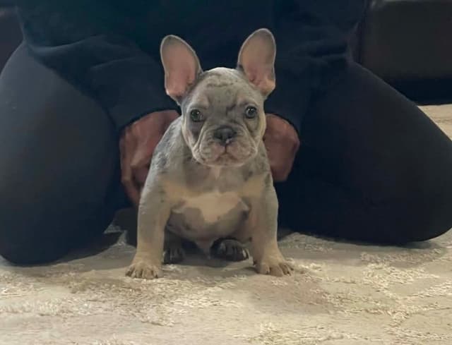 French Bulldog Puppies media 3