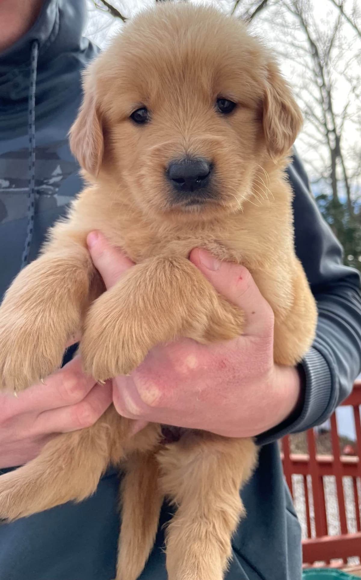 Golden Retriever Puppies-all have found a home breeder image 1