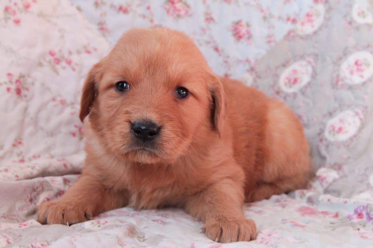 Golden Retriever Puppies-all have found a home breeder image 3