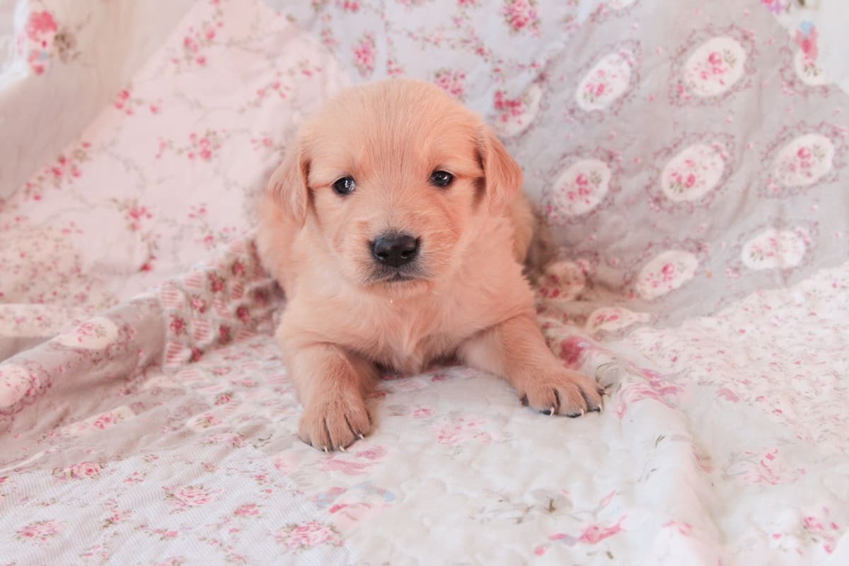 Golden Retriever Puppies-all have found a home breeder image 4