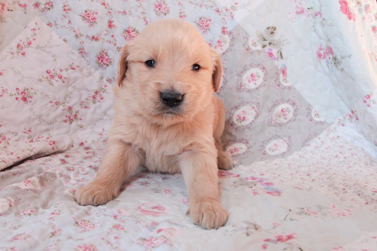 Golden Retriever Puppies-all have found a home breeder image 5