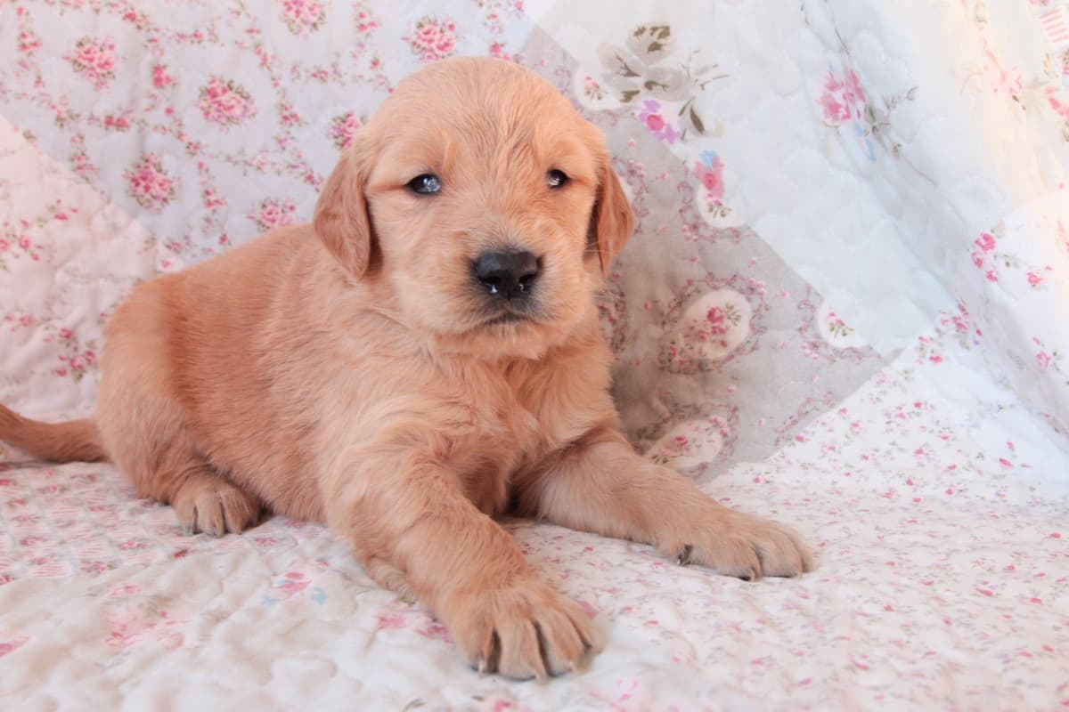 Golden Retriever Puppies-all have found a home breeder image 7
