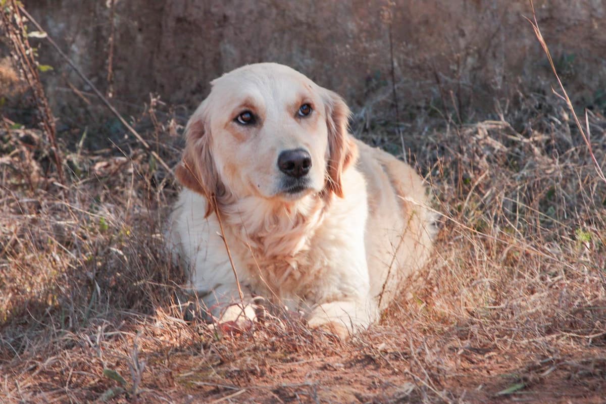 Golden Retriever Puppies-all have found a home breeder image 8