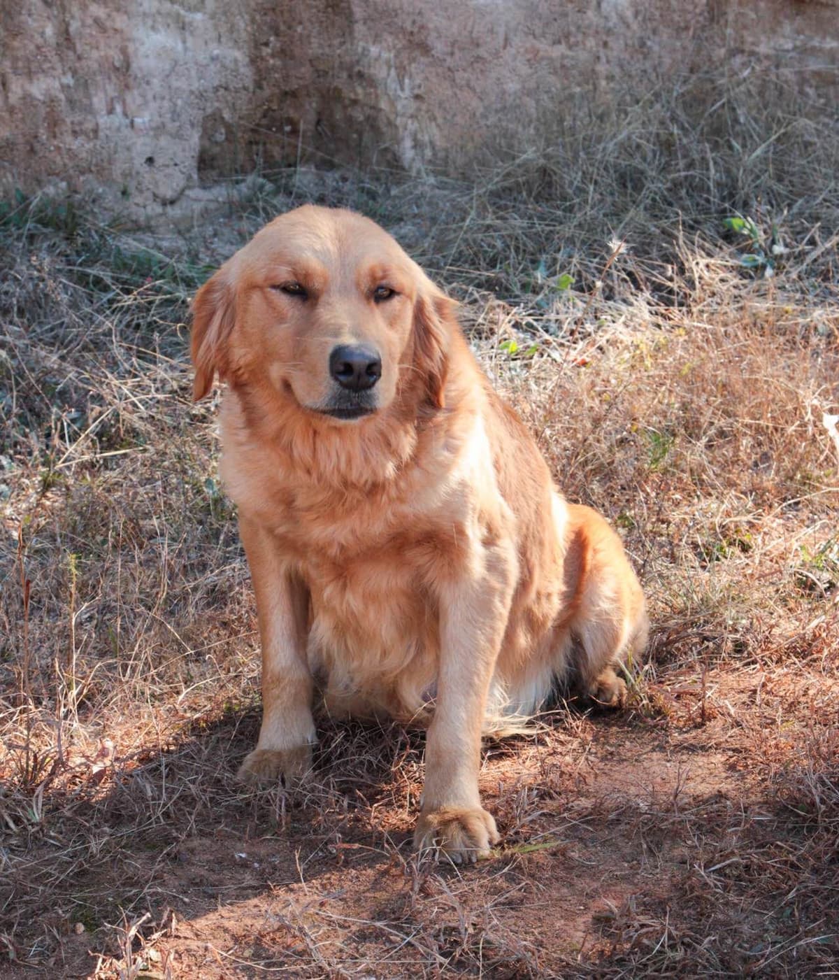 Golden Retriever Puppies-all have found a home breeder image 9