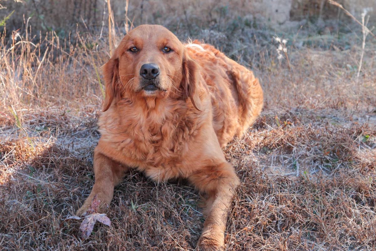 Golden Retriever Puppies-all have found a home breeder image 10
