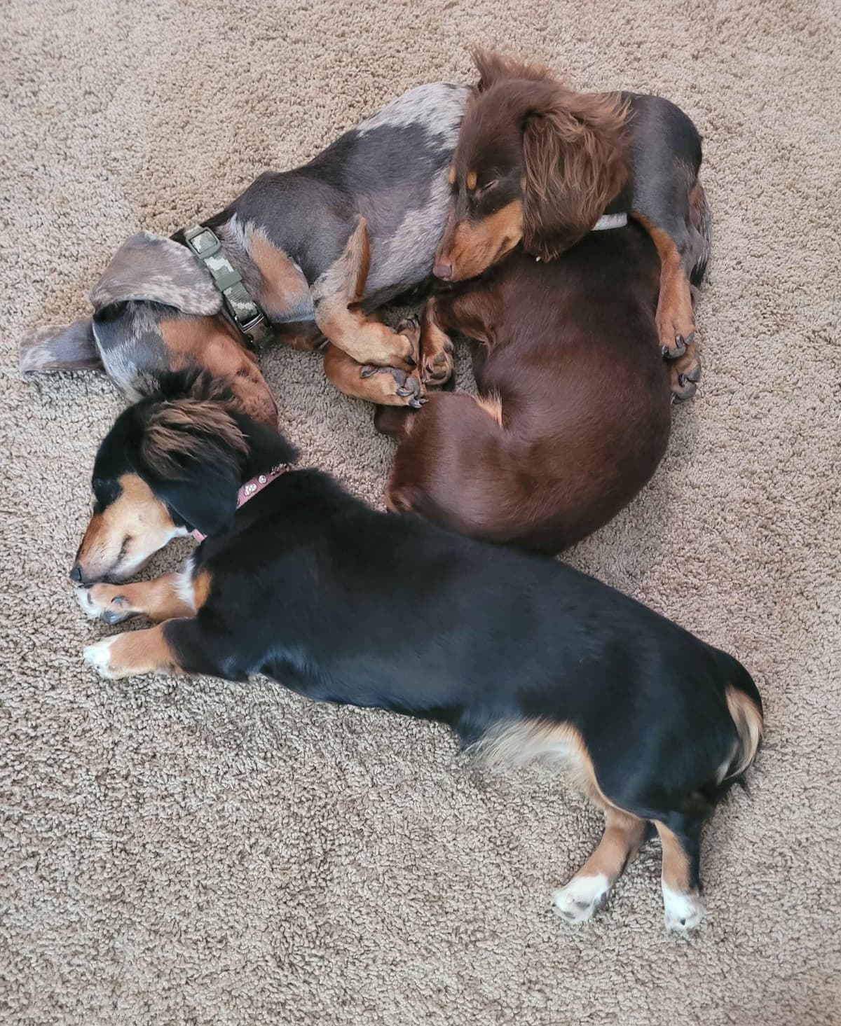 Mini Dachshund Puppies breeder image 1