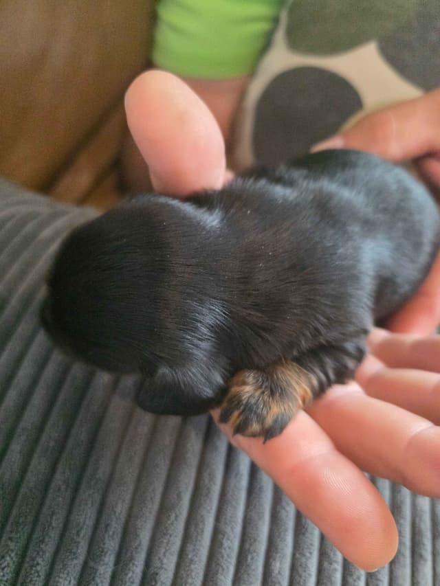 Mini Dachshund Puppies media 6