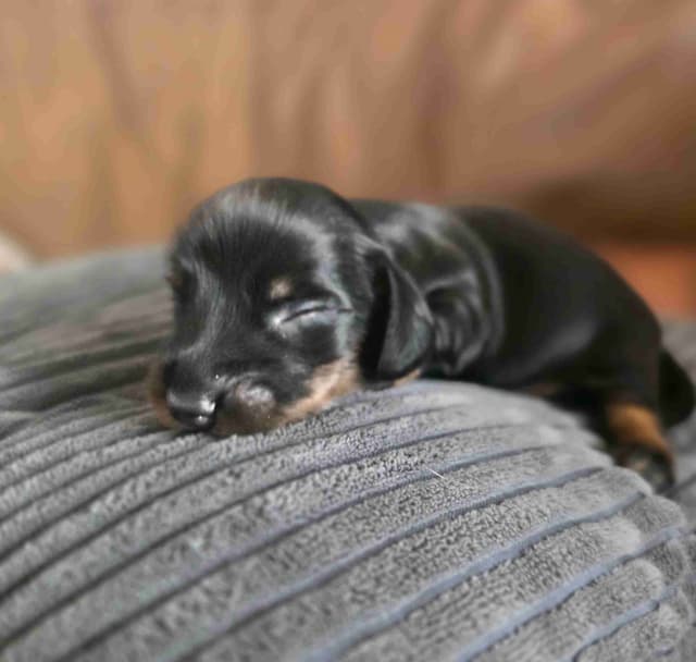 Mini Dachshund Puppies media 4