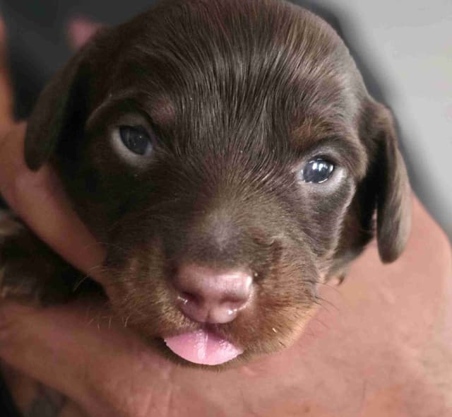 Mini Dachshund Puppies media 2