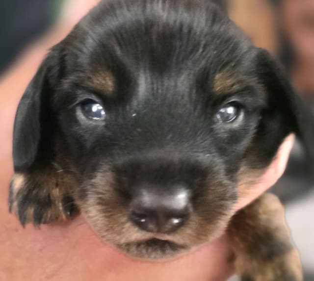 Mini Dachshund Puppies media 5