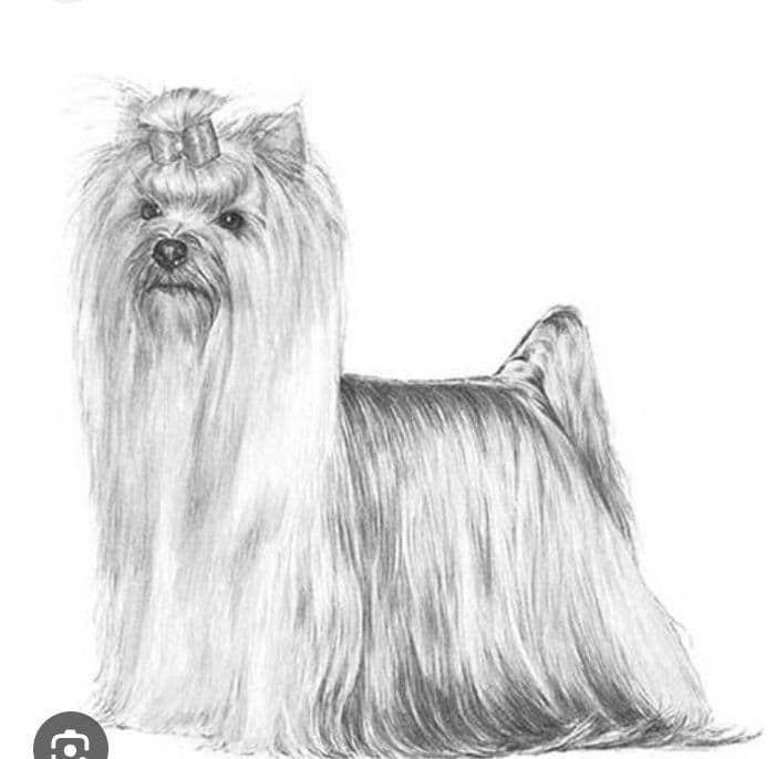 Yorkshire Terrier Puppies breeder image 1
