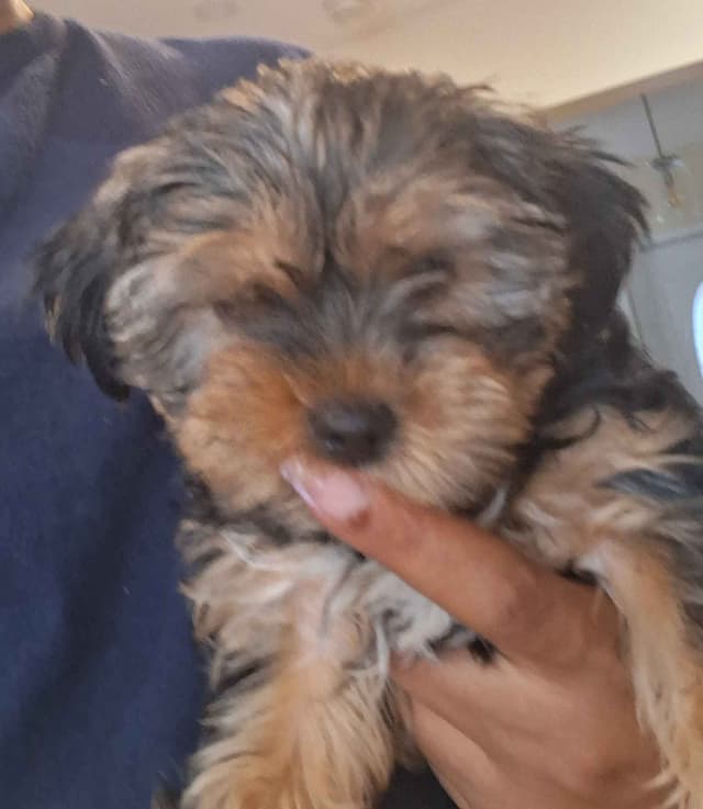 Yorkshire Terrier Puppies media 2