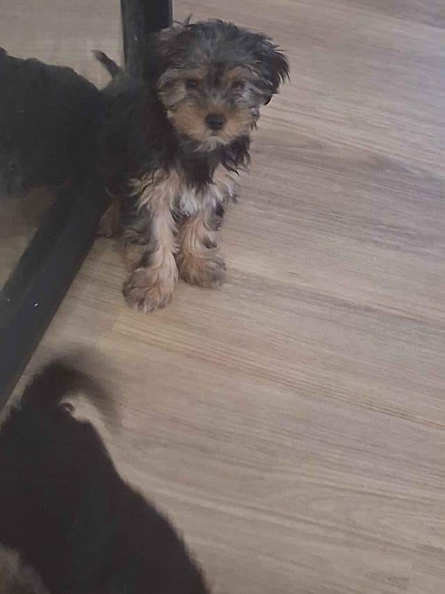 Yorkshire Terrier Puppies media 3