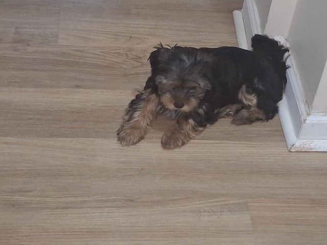 Yorkshire Terrier Puppies media 4