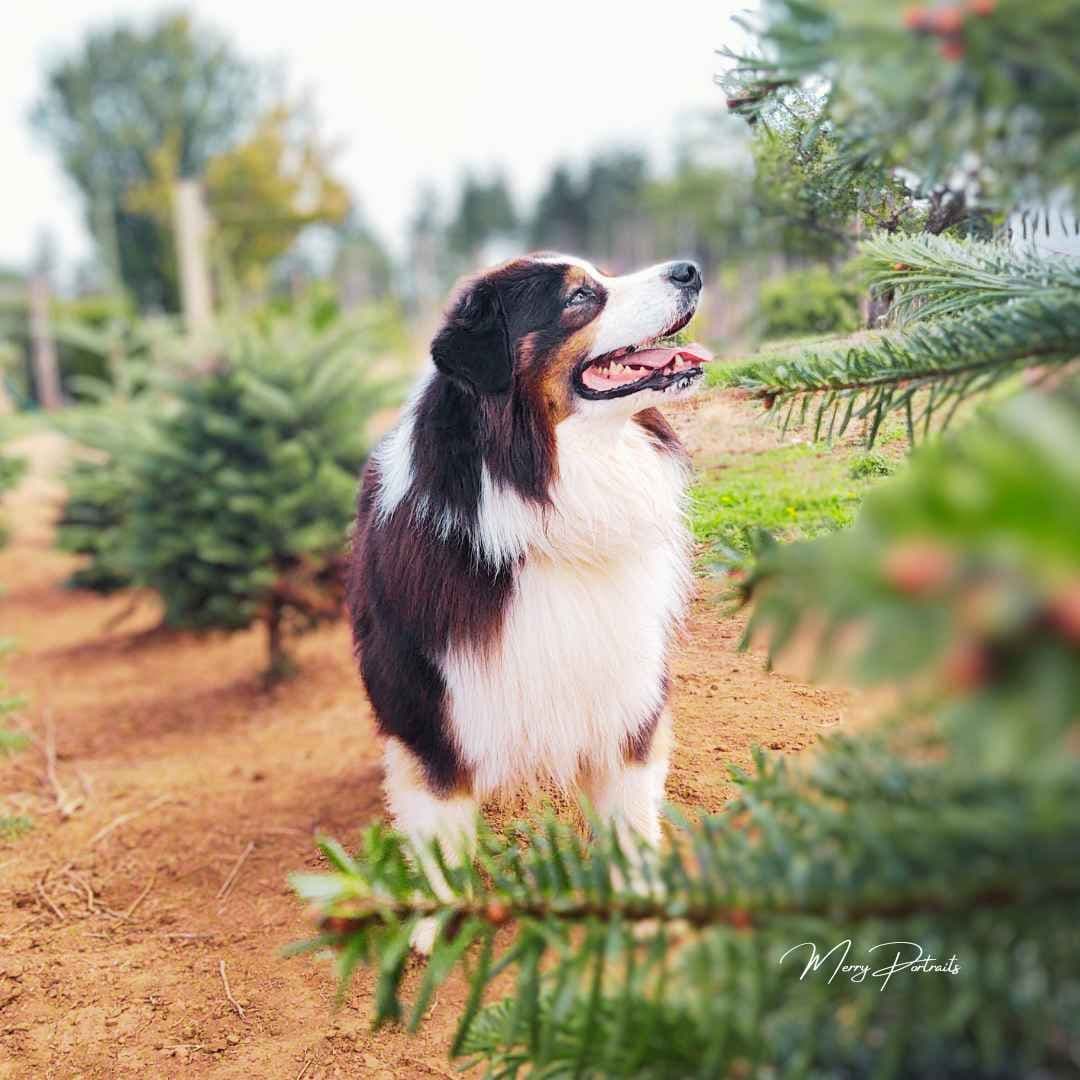 Australian Shepherd Puppies breeder image 1