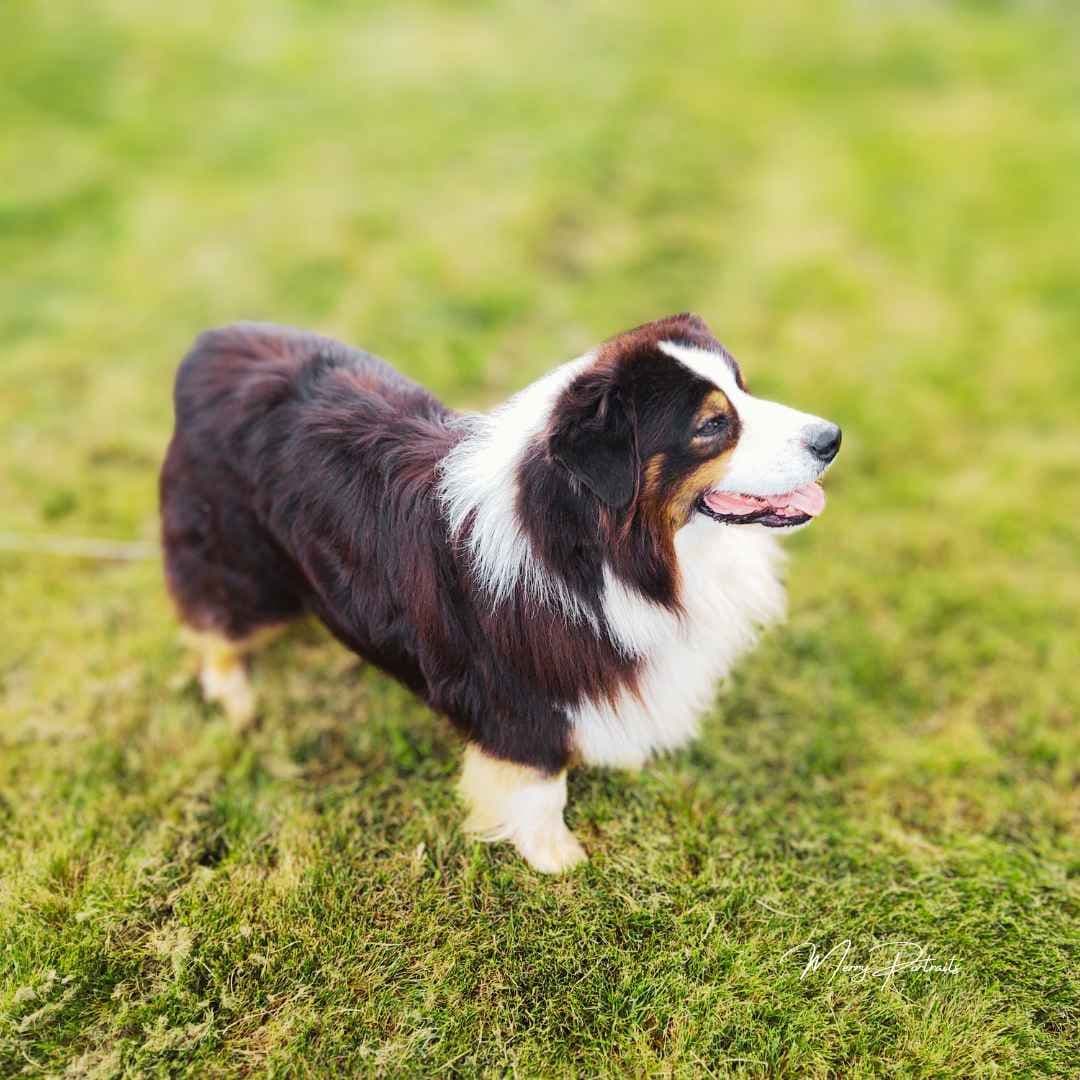 Australian Shepherd Puppies breeder image 2