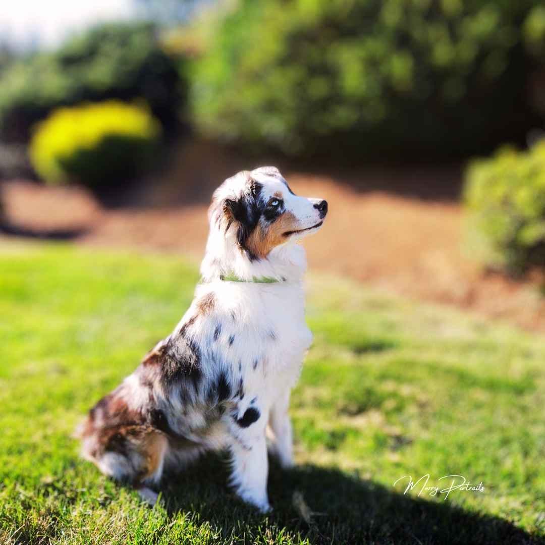 Australian Shepherd Puppies breeder image 4