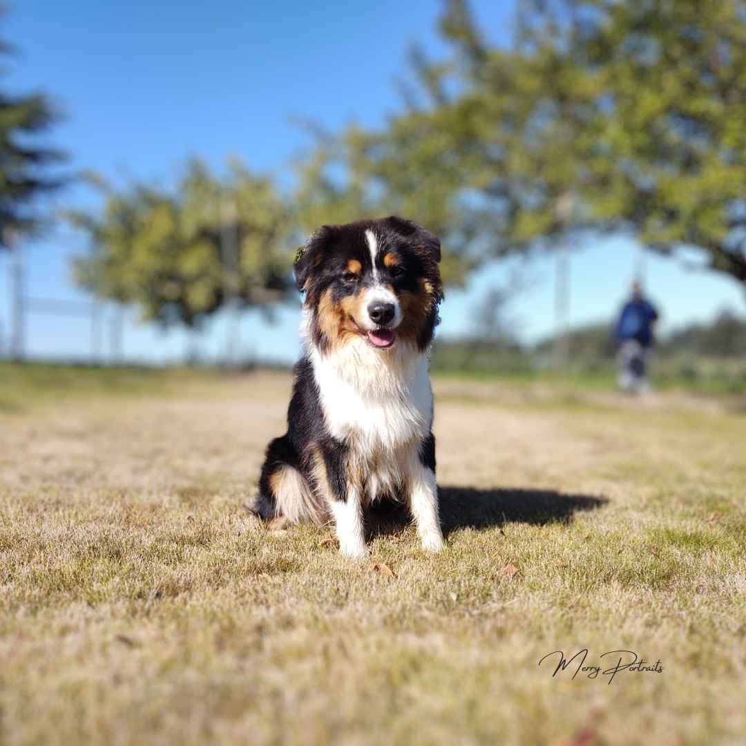 Australian Shepherd Puppies breeder image 3