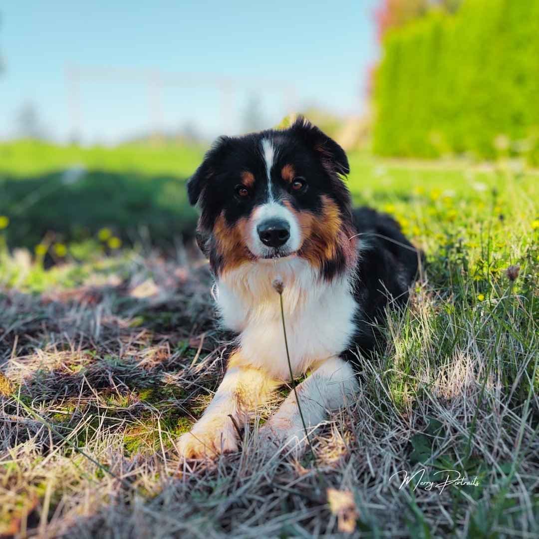 Australian Shepherd Puppies breeder image 5
