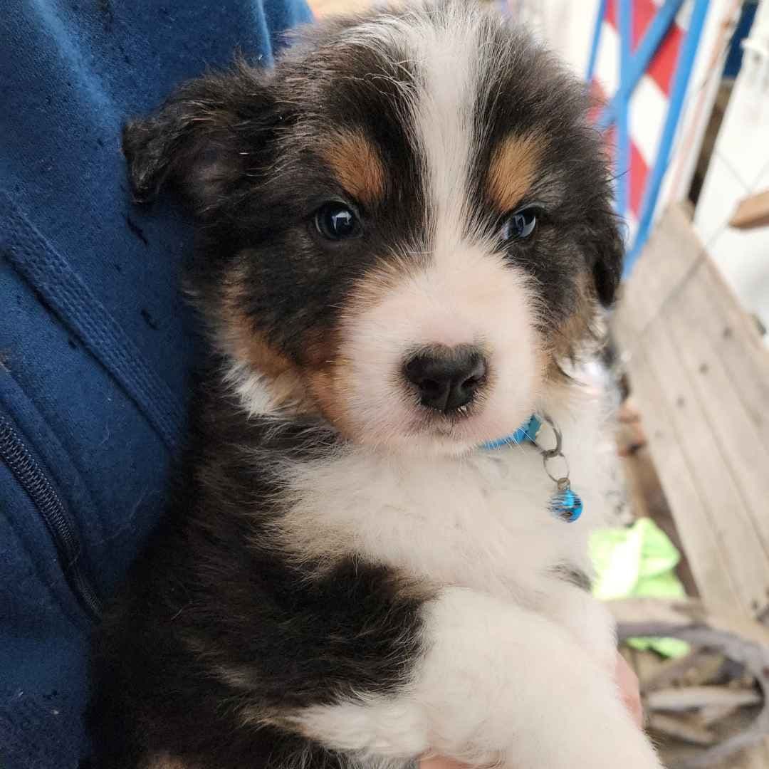Australian Shepherd Puppies breeder image 6