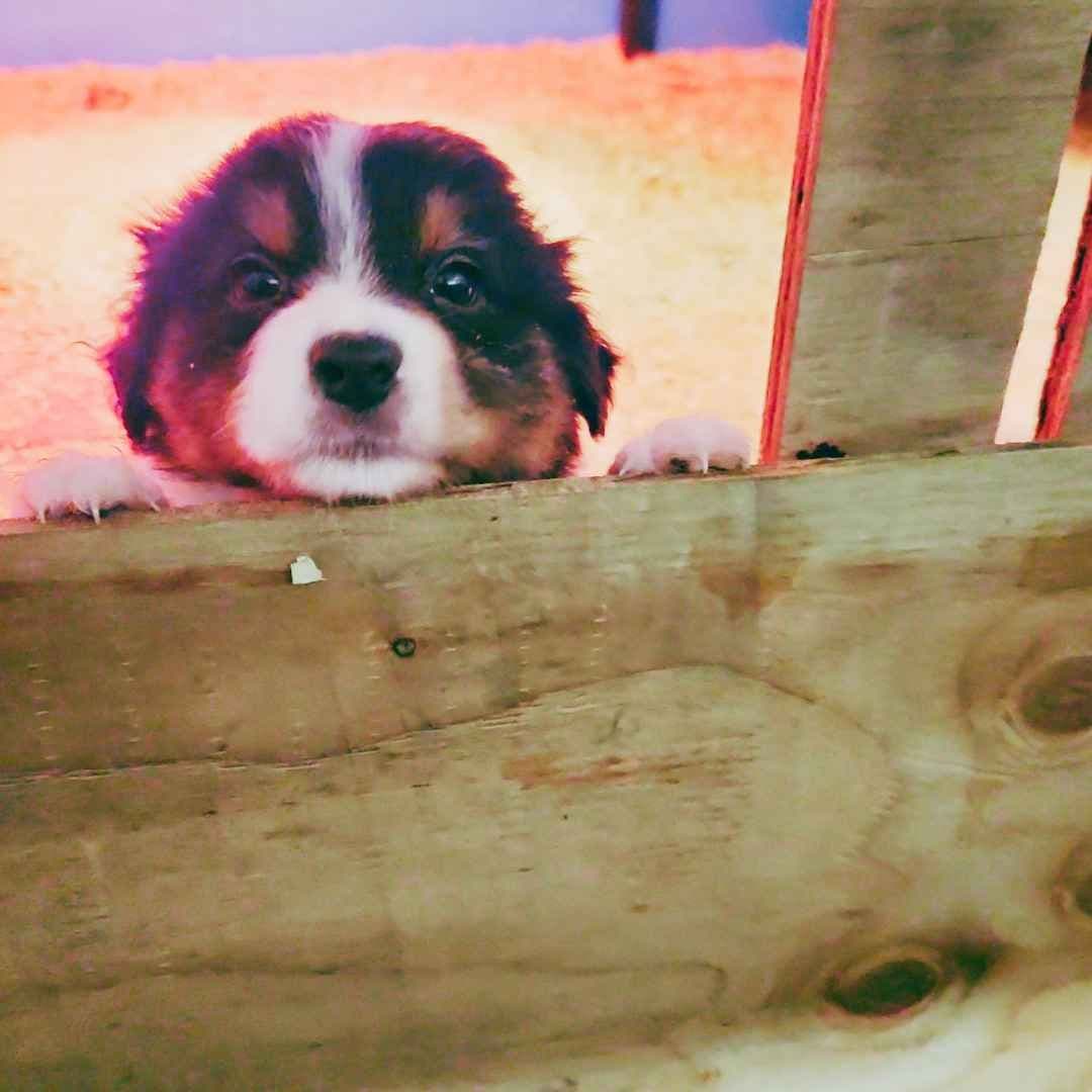 Australian Shepherd Puppies breeder image 8
