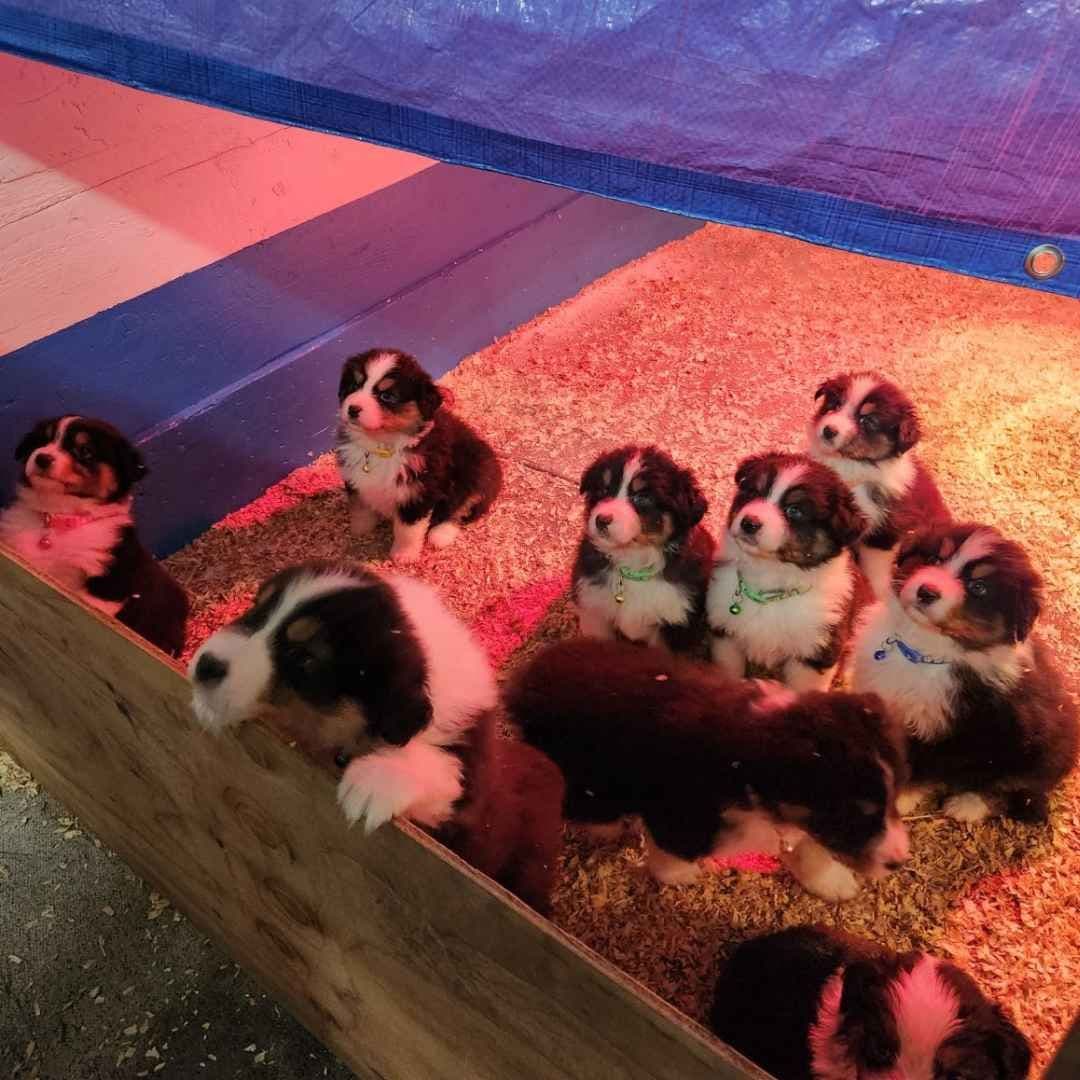 Australian Shepherd Puppies breeder image 9