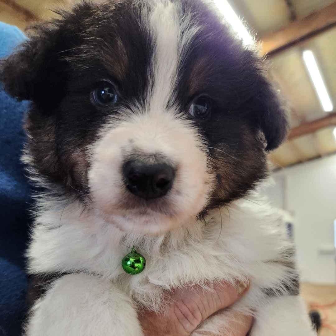 Australian Shepherd Puppies breeder image 7