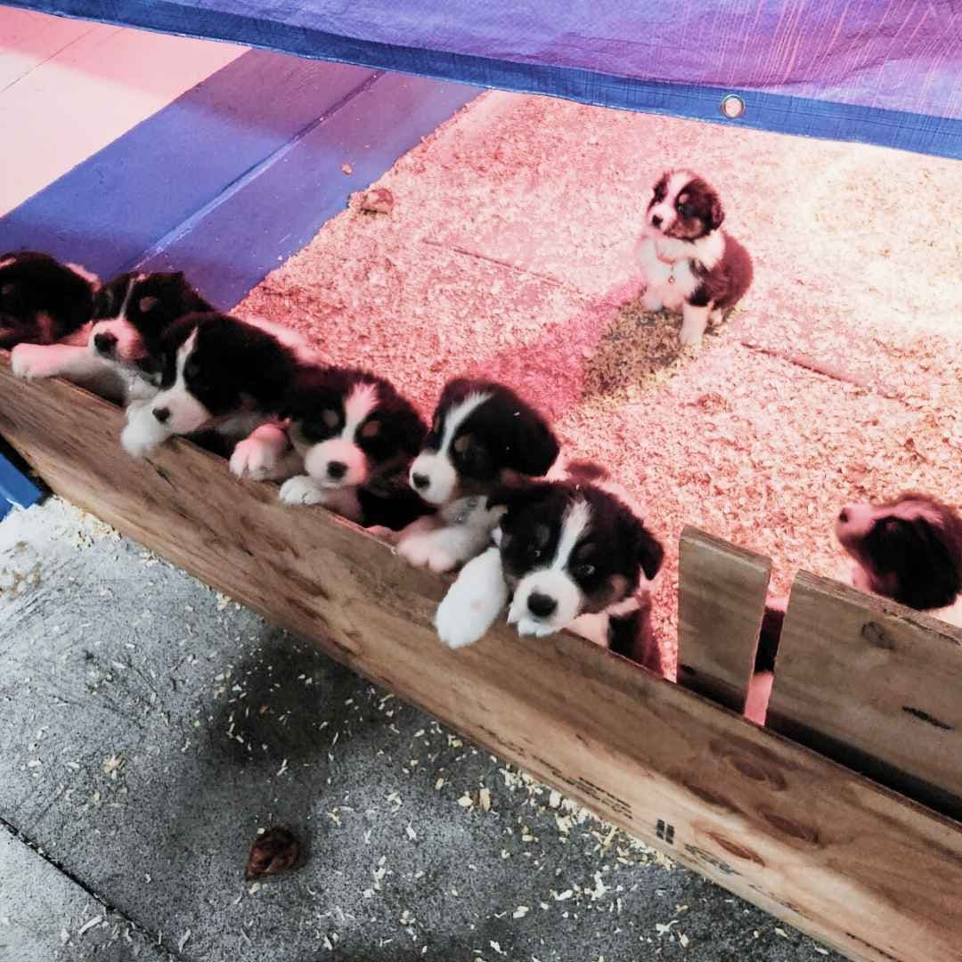 Australian Shepherd Puppies breeder image 10