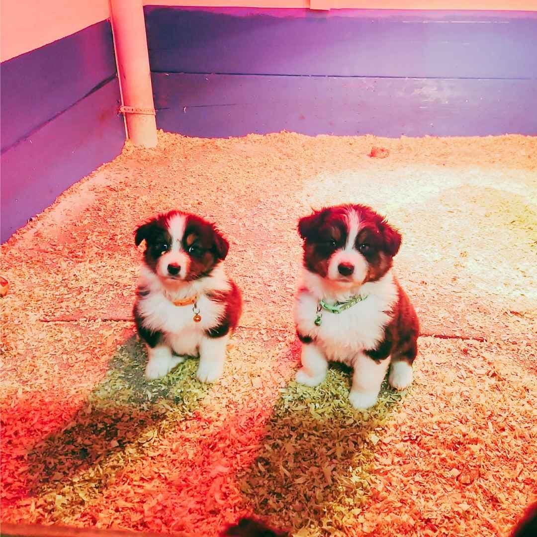 Australian Shepherd Puppies breeder image 11
