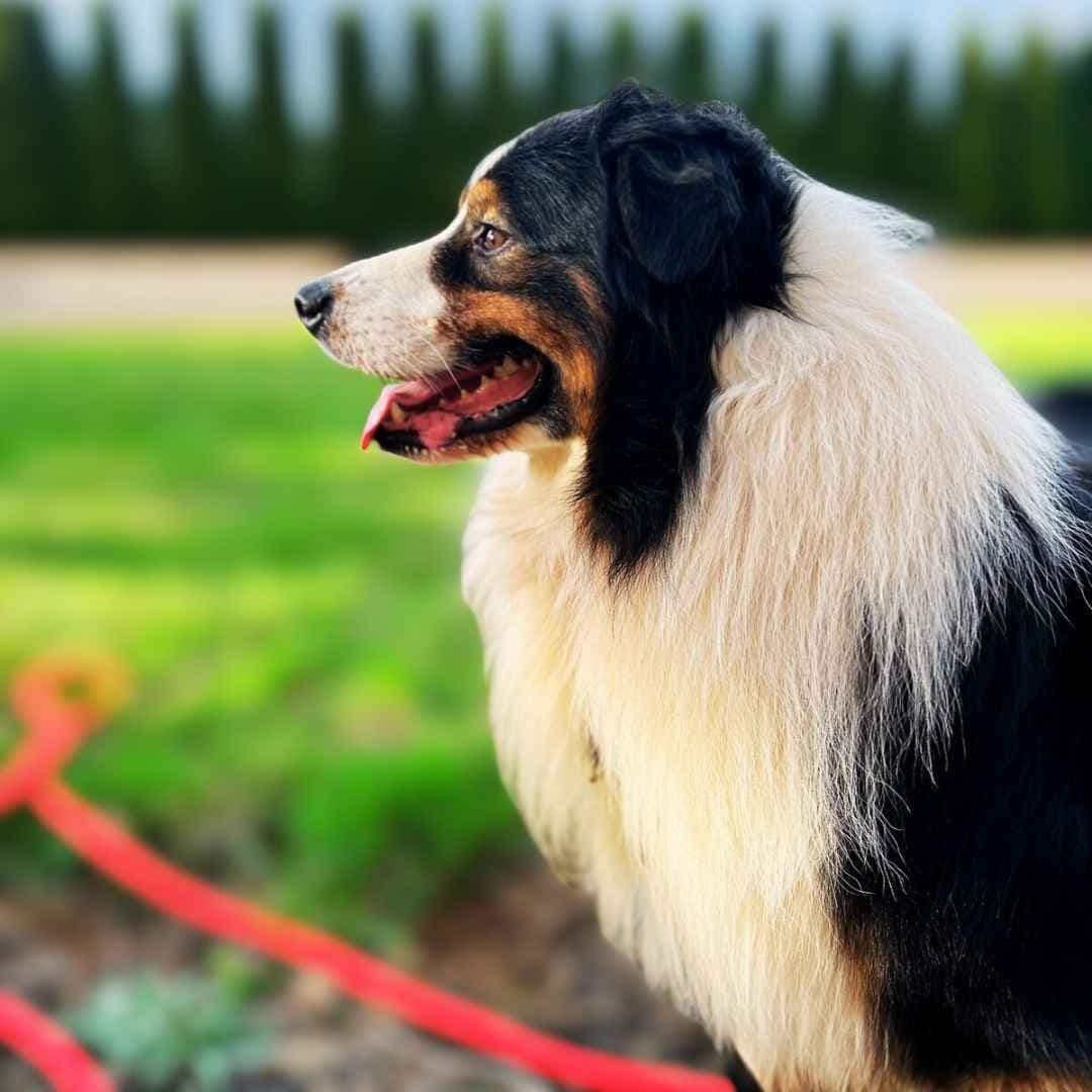 Australian Shepherd Puppies breeder image 13