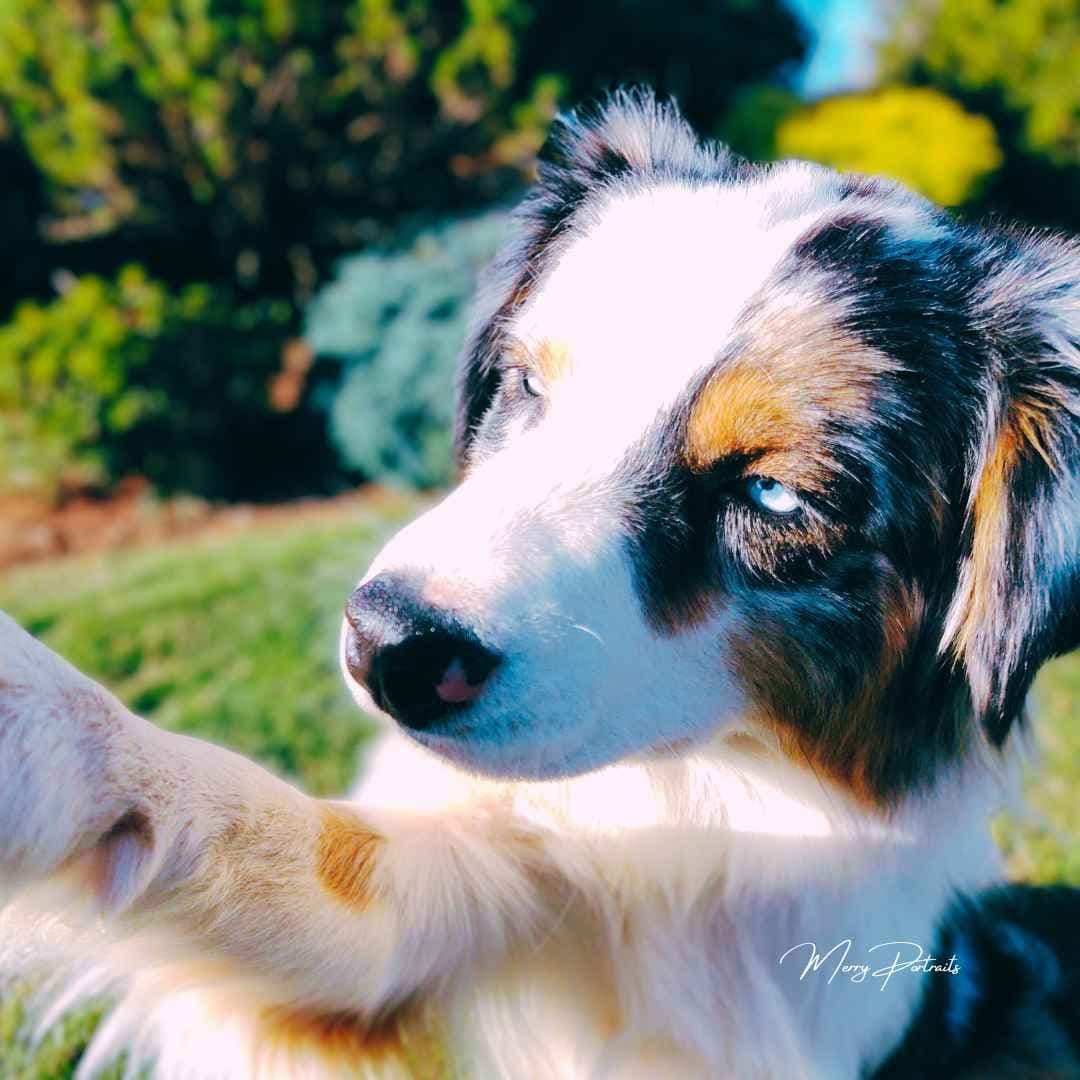 Australian Shepherd Puppies breeder image 15