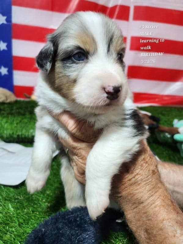 Australian Shepherd Puppies media 3