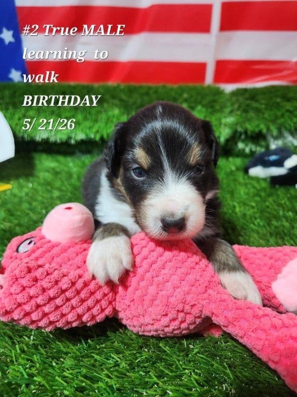Australian Shepherd Puppies media 8