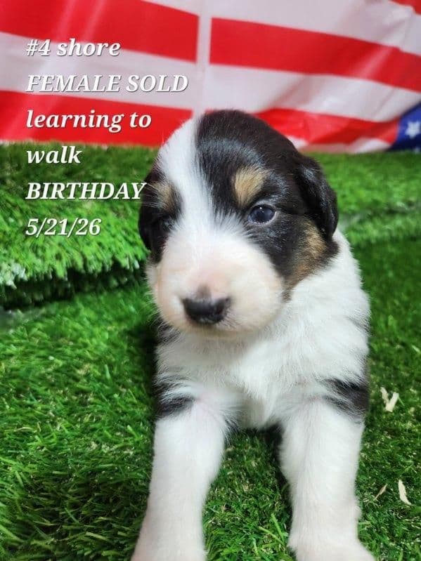 Australian Shepherd Puppies media 4