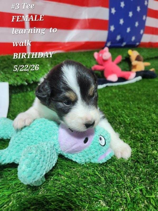 Australian Shepherd Puppies media 2