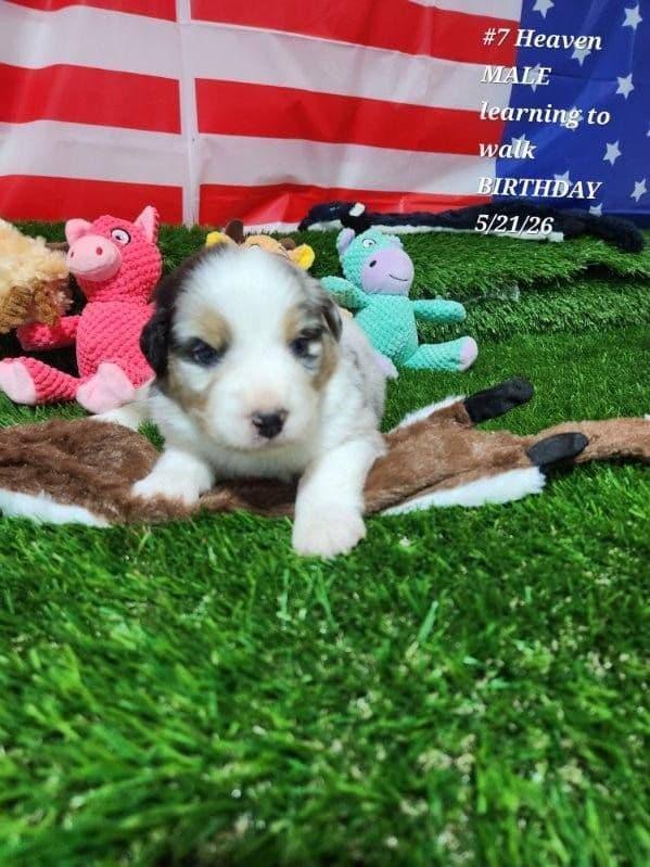 Australian Shepherd Puppies media 7