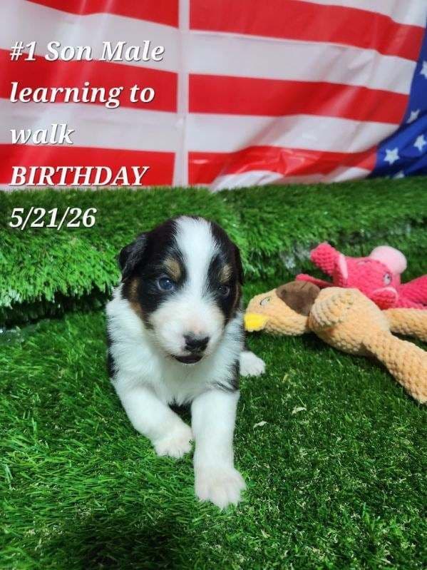 Australian Shepherd Puppies media 6