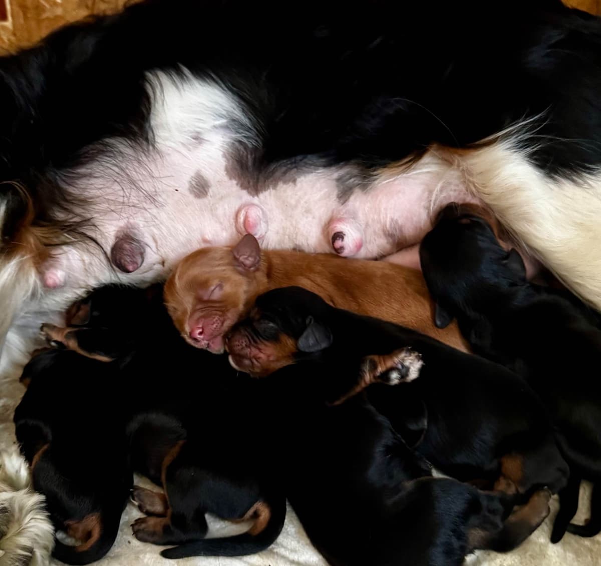 Cavalier King Charles Spaniel Puppies breeder image 1