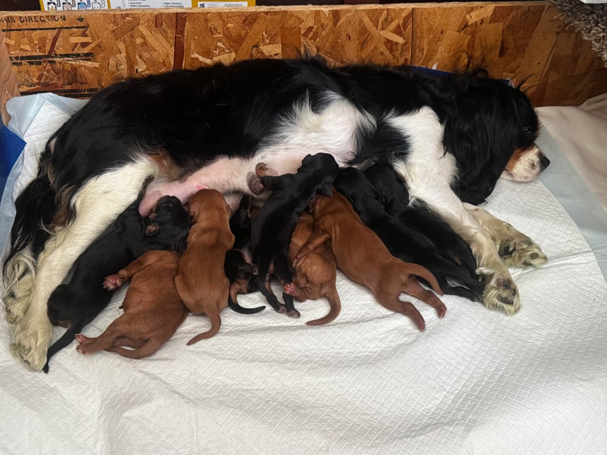 Cavalier King Charles Spaniel Puppies breeder image 3