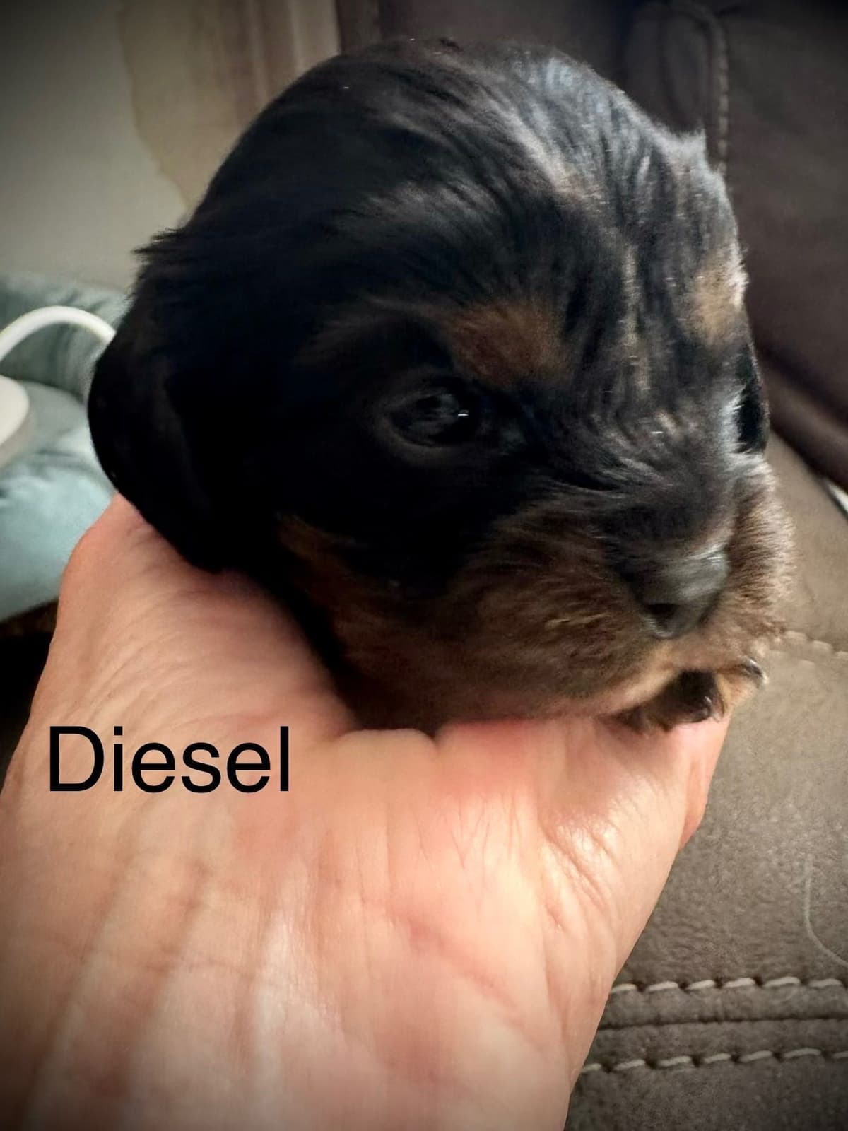 Cavalier King Charles Spaniel Puppies breeder image 4
