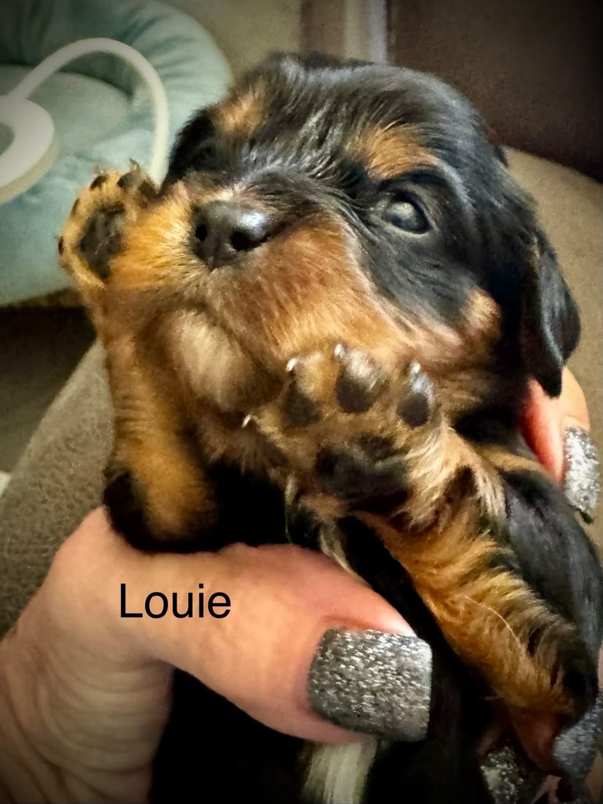 Cavalier King Charles Spaniel Puppies breeder image 5