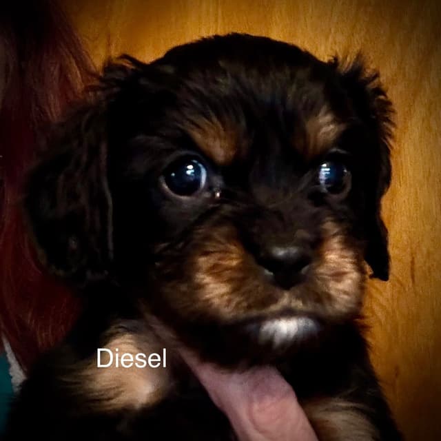 Cavalier King Charles Spaniel Puppies media 2