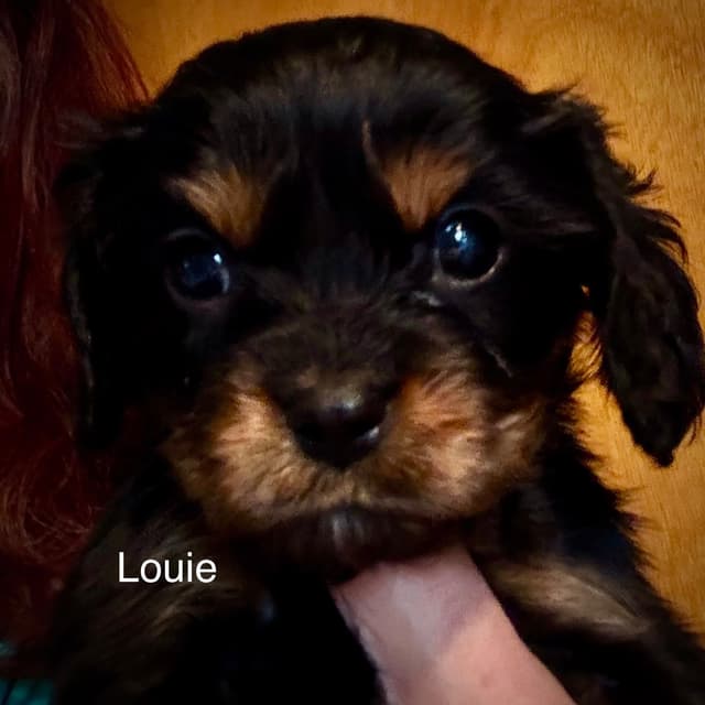 Cavalier King Charles Spaniel Puppies media 3