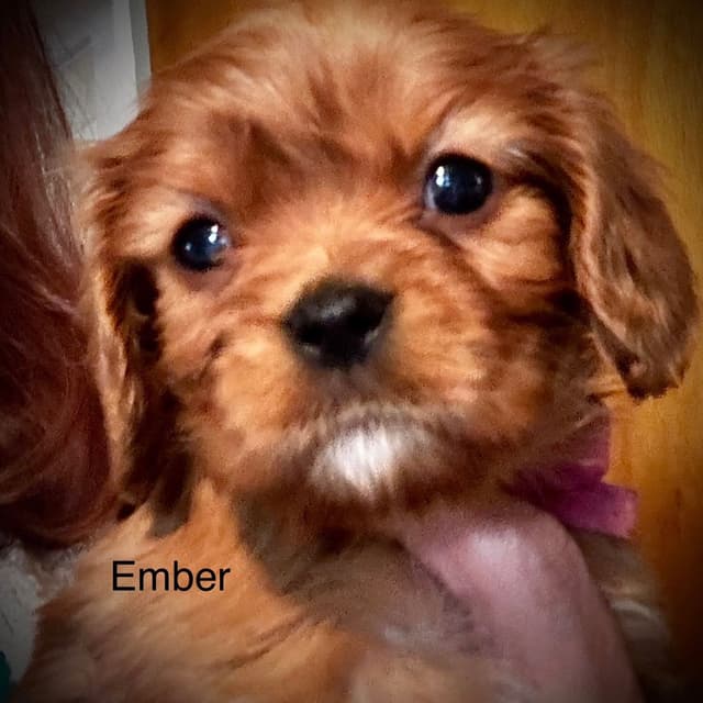 Cavalier King Charles Spaniel Puppies media 4