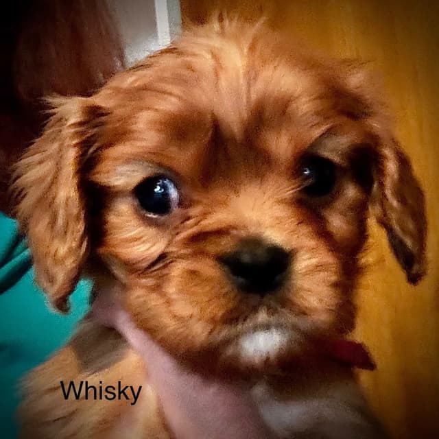 Cavalier King Charles Spaniel Puppies media 6