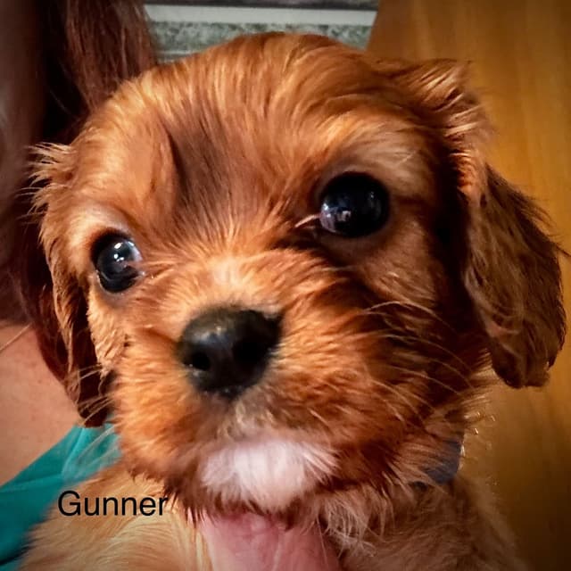 Cavalier King Charles Spaniel Puppies media 8