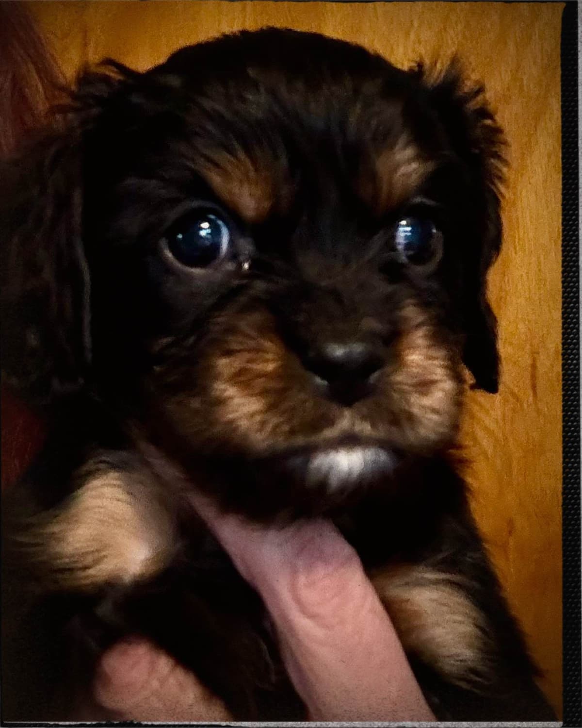Cavalier King Charles Spaniel Puppies breeder image 6