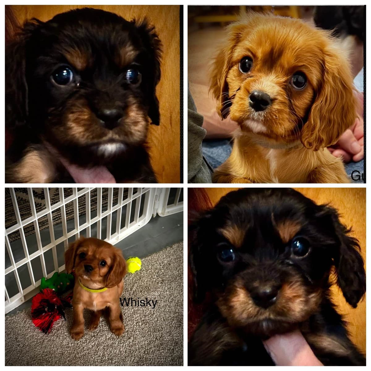 Cavalier King Charles Spaniel Puppies breeder image 9