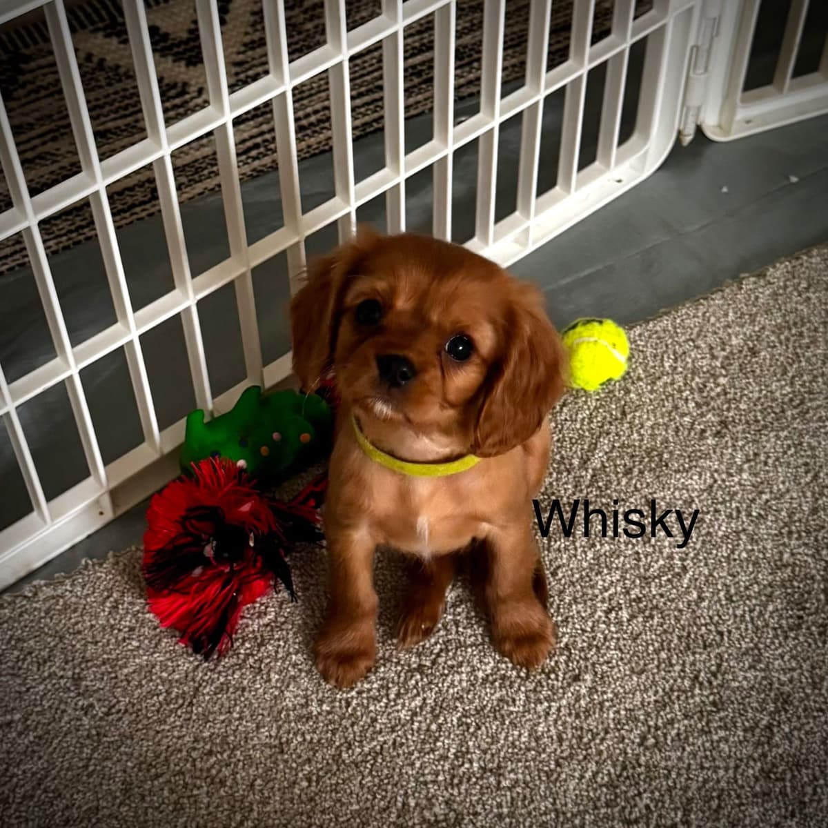 Cavalier King Charles Spaniel Puppies breeder image 8