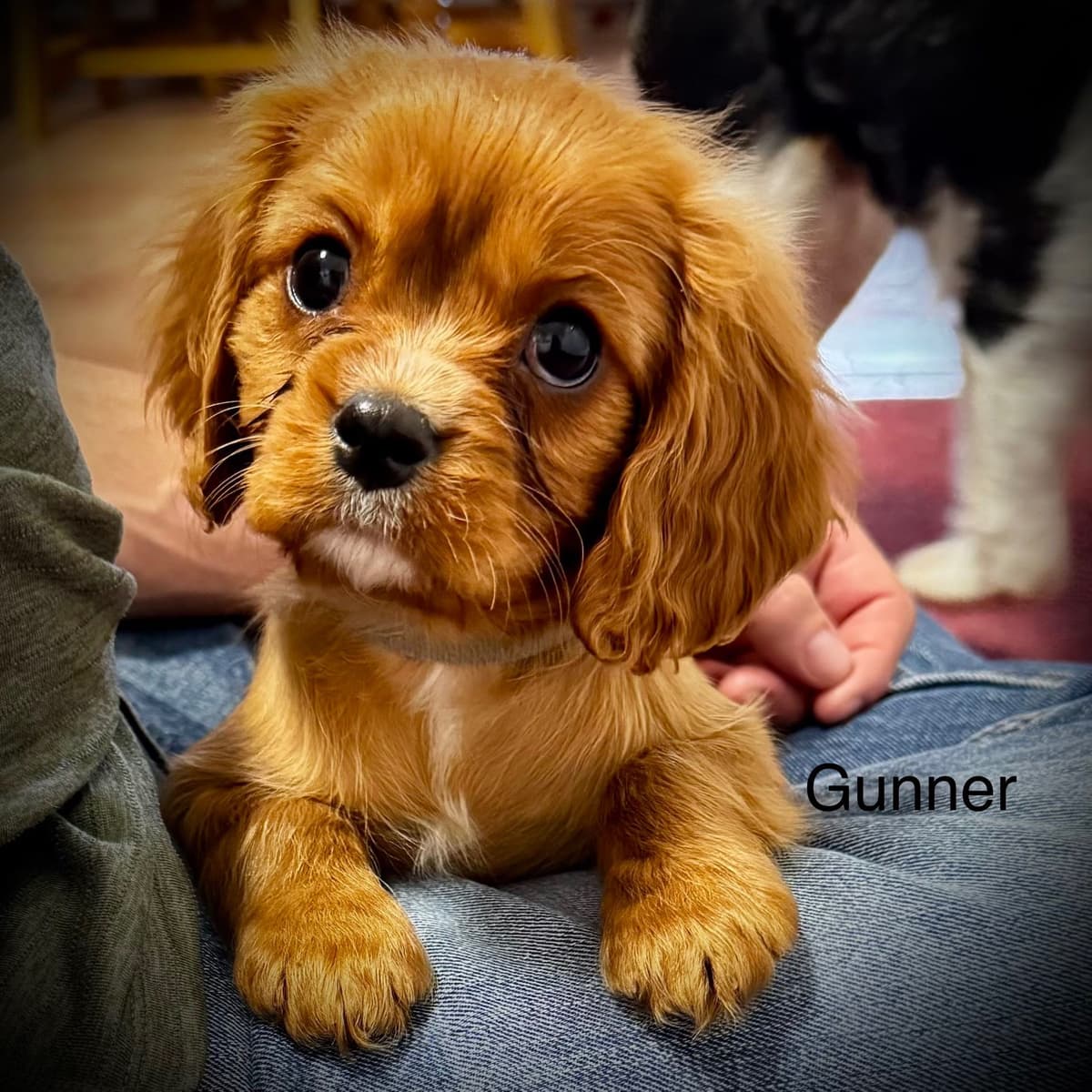 Cavalier King Charles Spaniel Puppies breeder image 10